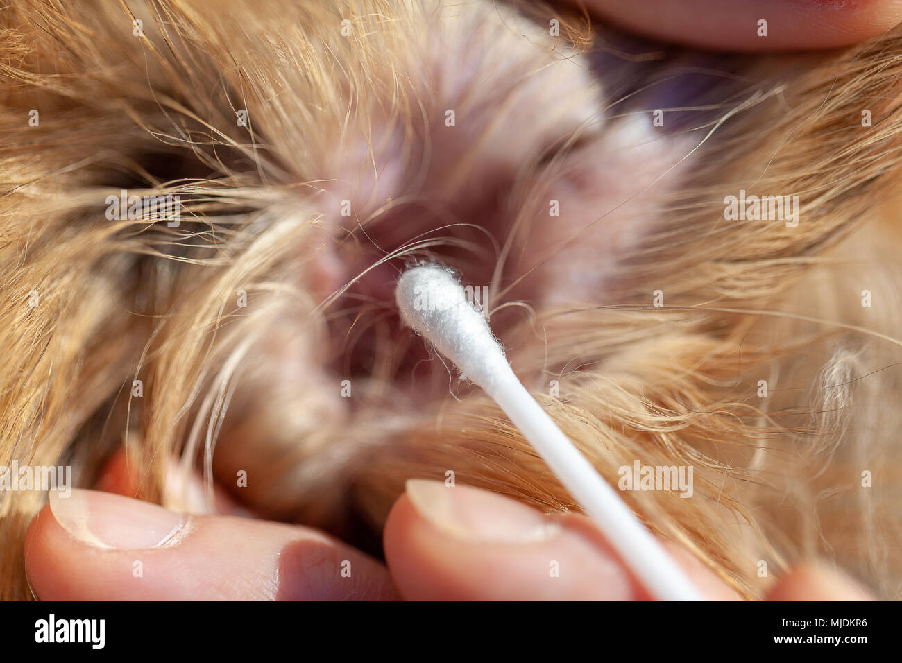 Una persona pulita un orecchio da un shetland sheepdog Foto Stock