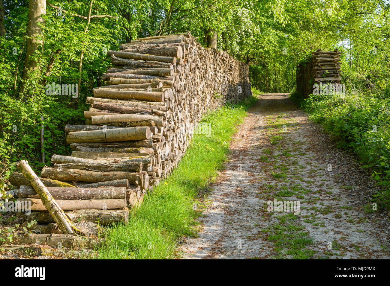 Due pile di tronchi impilati in modo netto su entrambi i lati di una strada forestale in corrispondenza del bordo di una foresta nella campagna francese. Foto Stock