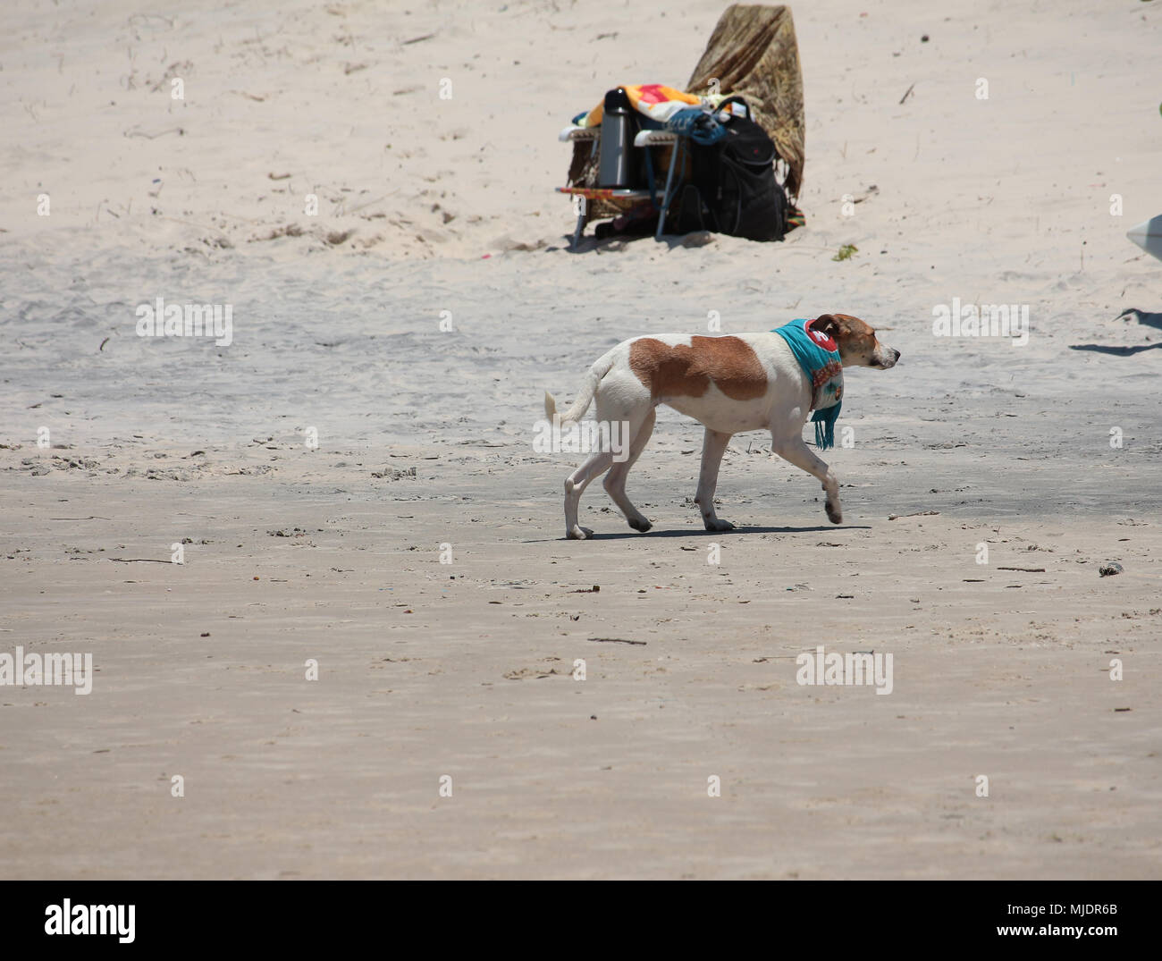 Cane di camminare sulla spiaggia indossando una sciarpa. Praia do Rosa, Brasile Foto Stock