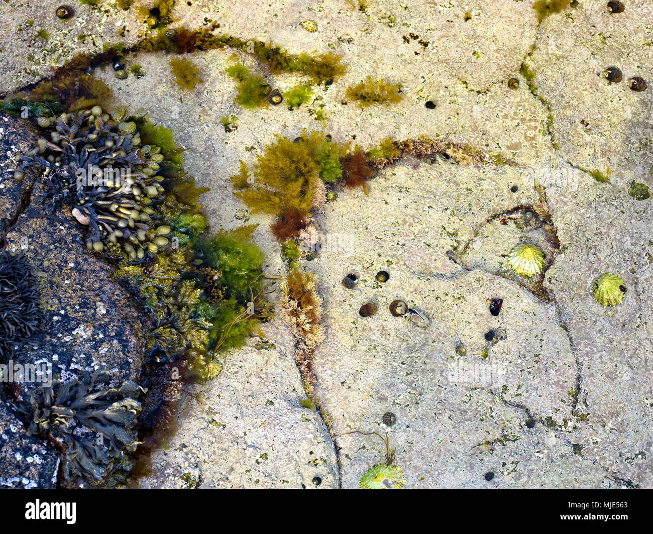 L'Irlanda, nella contea di Galway, zona di marea in cani baia vicino Roundstone, cozze, alghe, la lumaca di mare Foto Stock