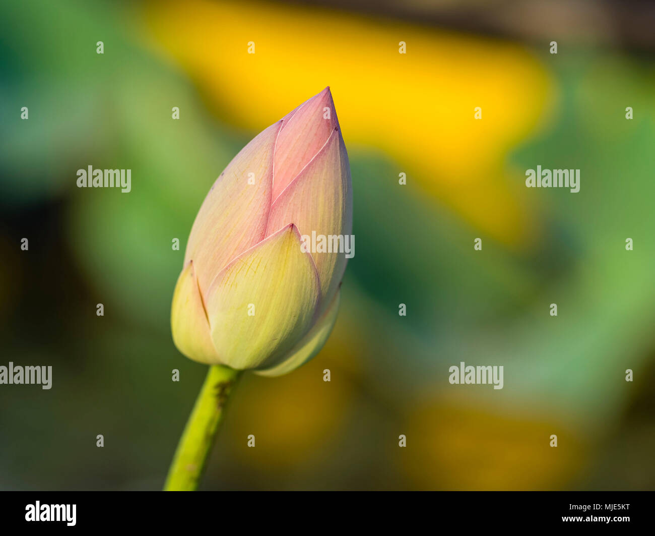 Bocciolo di un fiore di loto Foto Stock