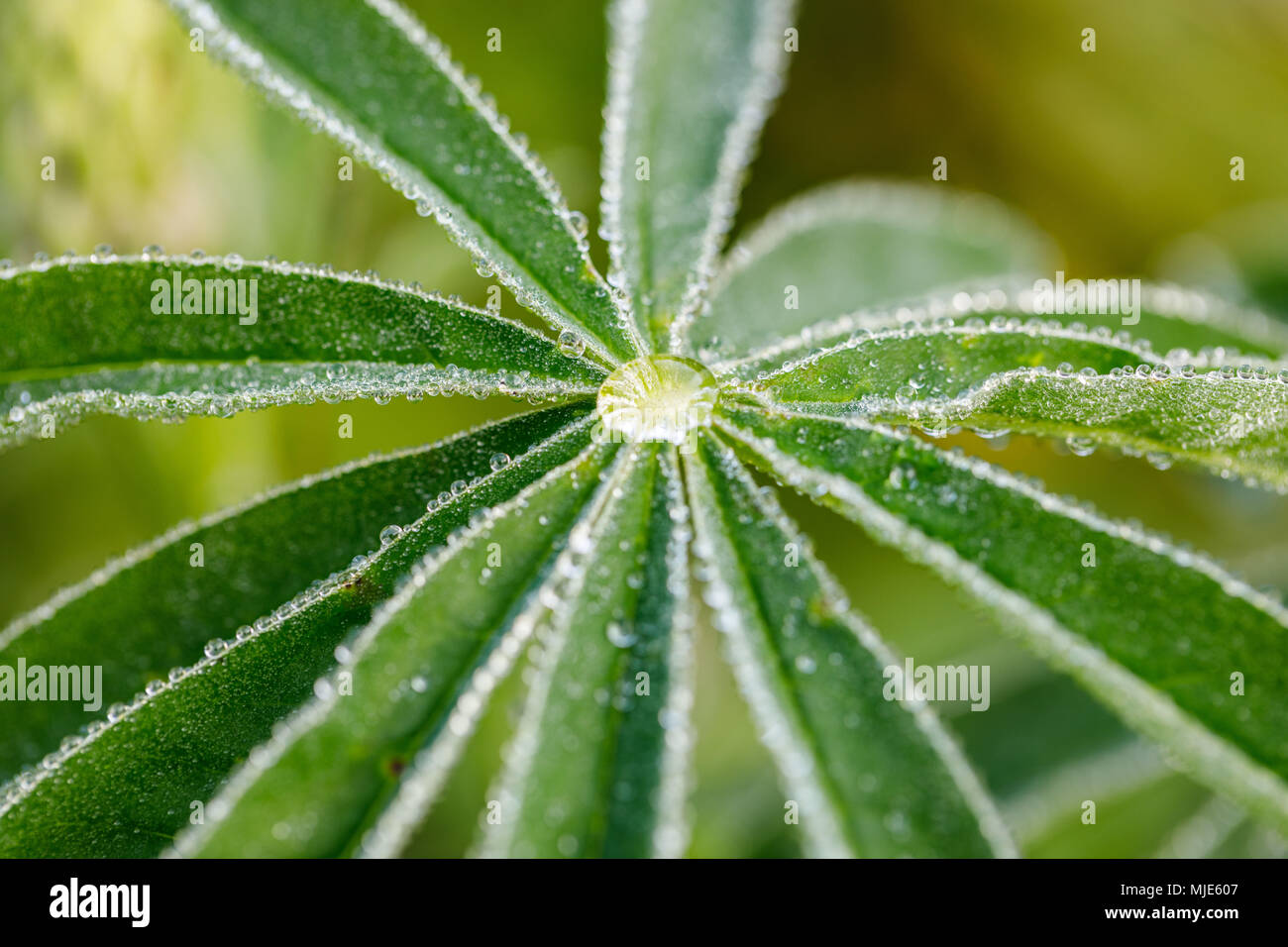 I lupini foglie con goccia d'acqua, l'immagine di sfondo Foto Stock