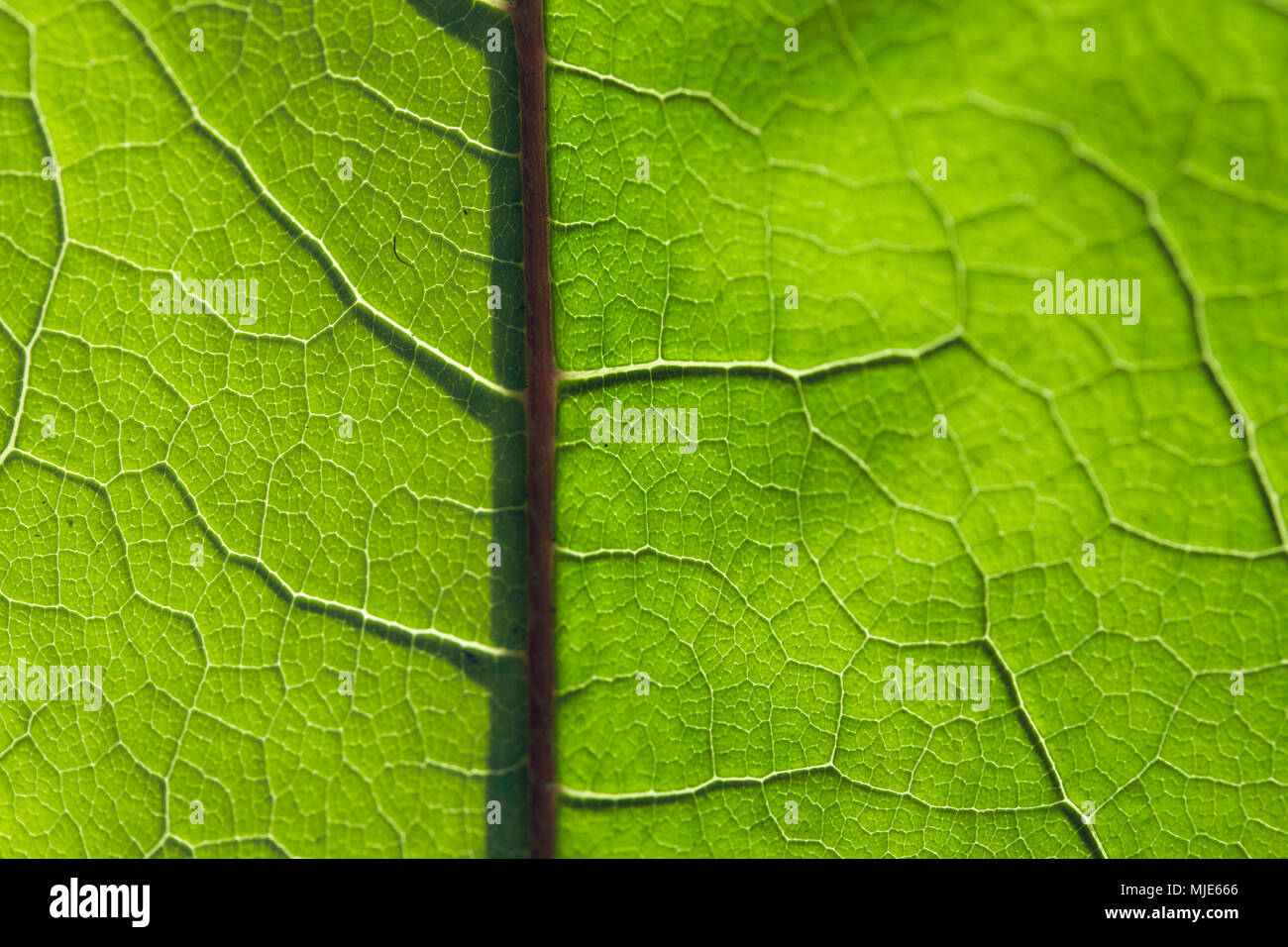 Vene di ramificazione di una foglia verde, dettaglio close up Foto Stock