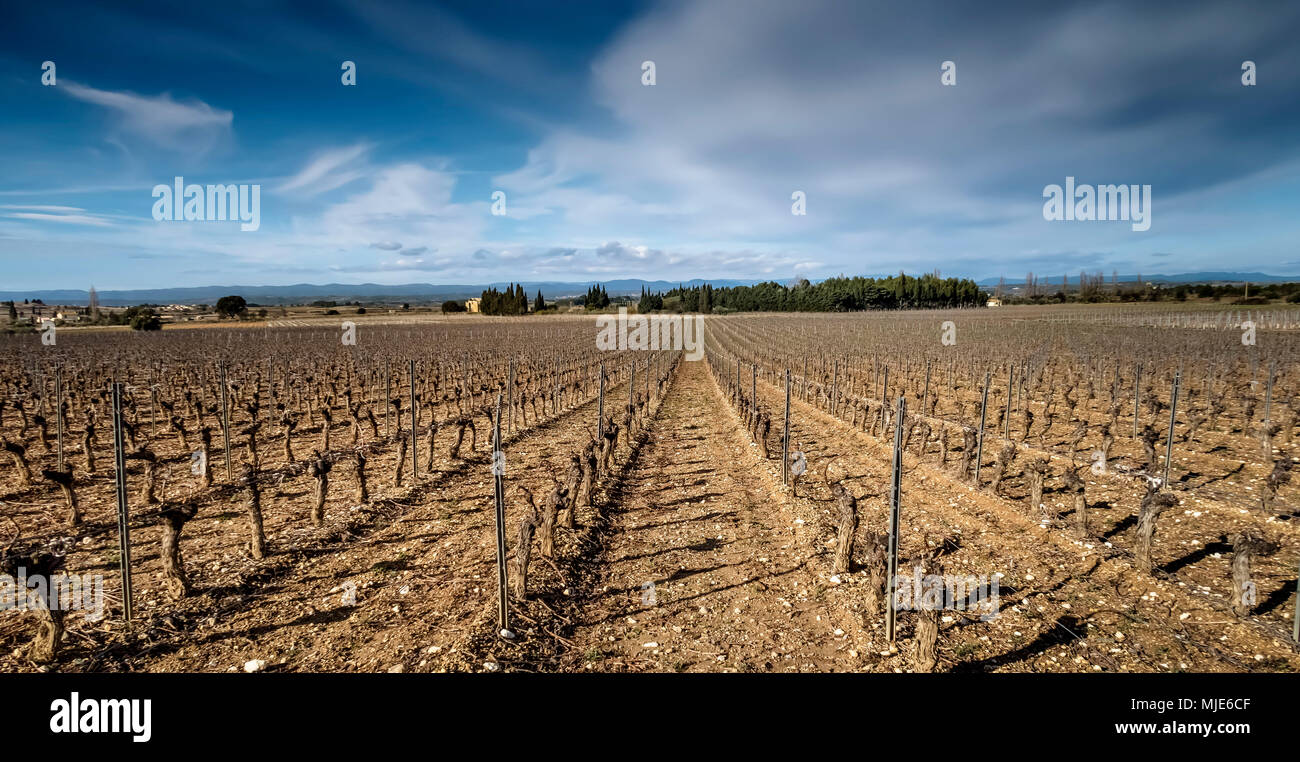 Vitigni calvo in inverno Foto Stock