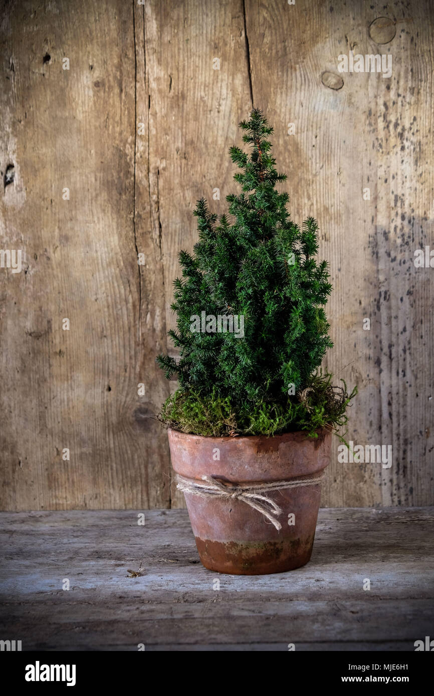 Piccolo albero di Natale nel tono pot di fronte ad una parete in legno Foto Stock