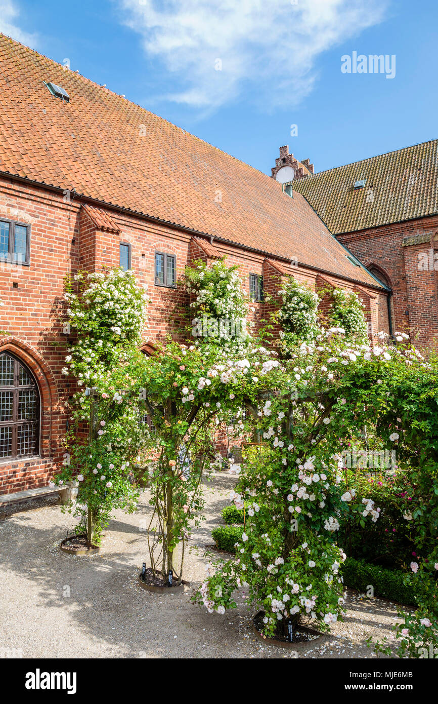 Nel giardino di rose del ex convento francescano a Ystad, Europa, Svezia, Foto Stock