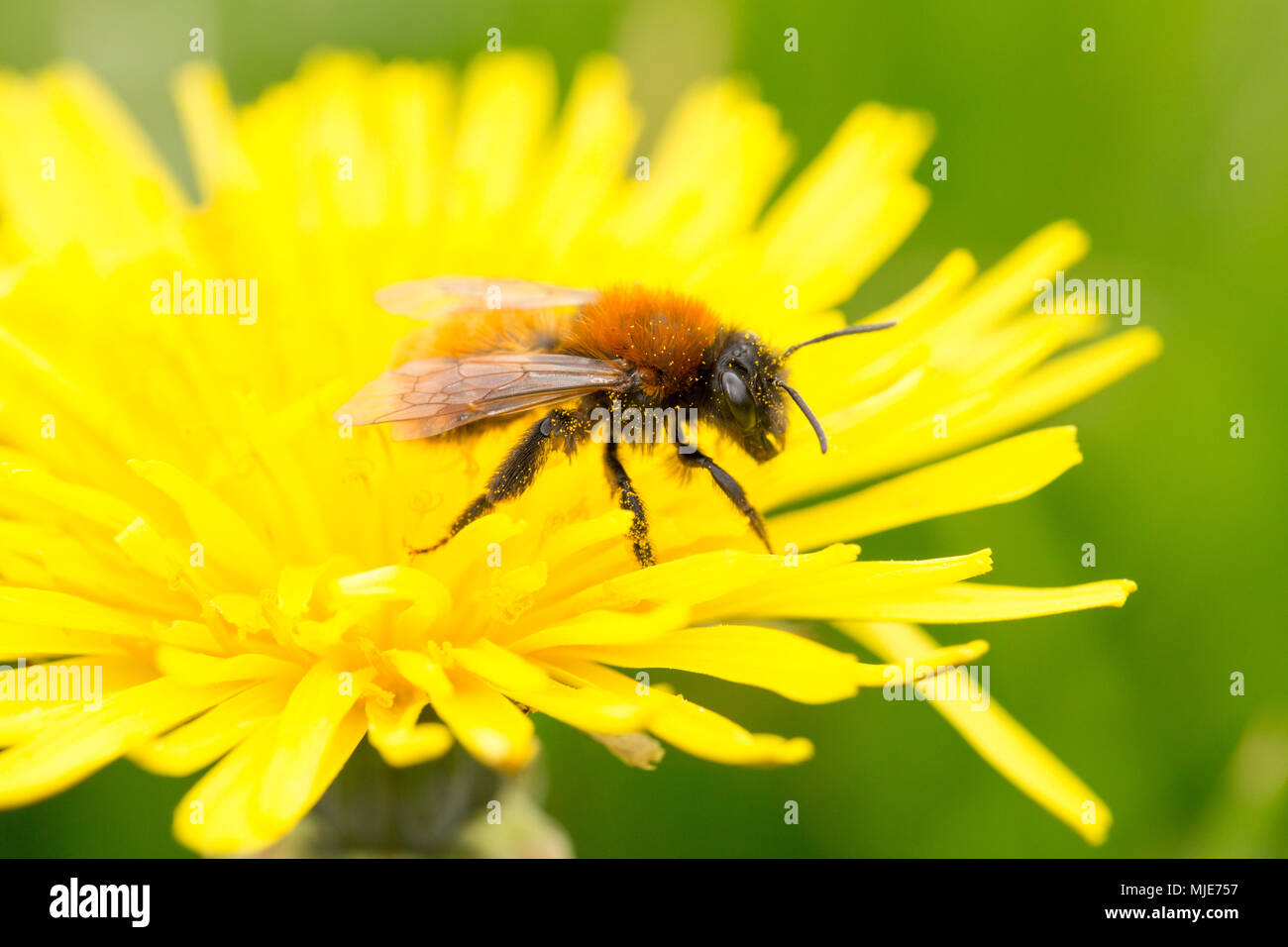 Un allocco Mining Bee, Andrena fulva, su un dente di leone. Il nido di api sottosuolo lasciando piccoli tumuli del suolo quando essi scavare la camera di nidificazione. Nort Foto Stock