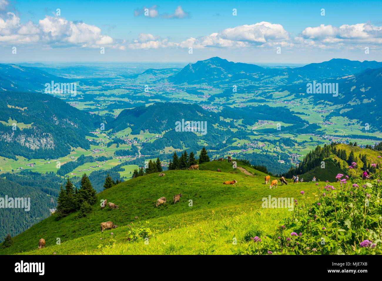 Sentiero escursionistico dal Fellhorn, 2038m, al Söllereck, 1706m, Illertal con Grünten in background, 1783m, Algovia Alpi, Baviera, Germania, Europa Foto Stock