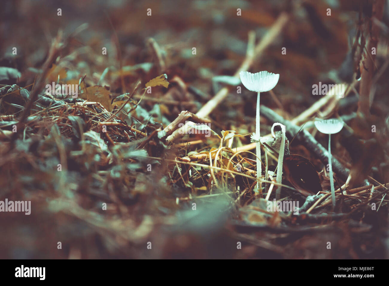 Autunno umore, piccoli funghi sul suolo della foresta Foto Stock