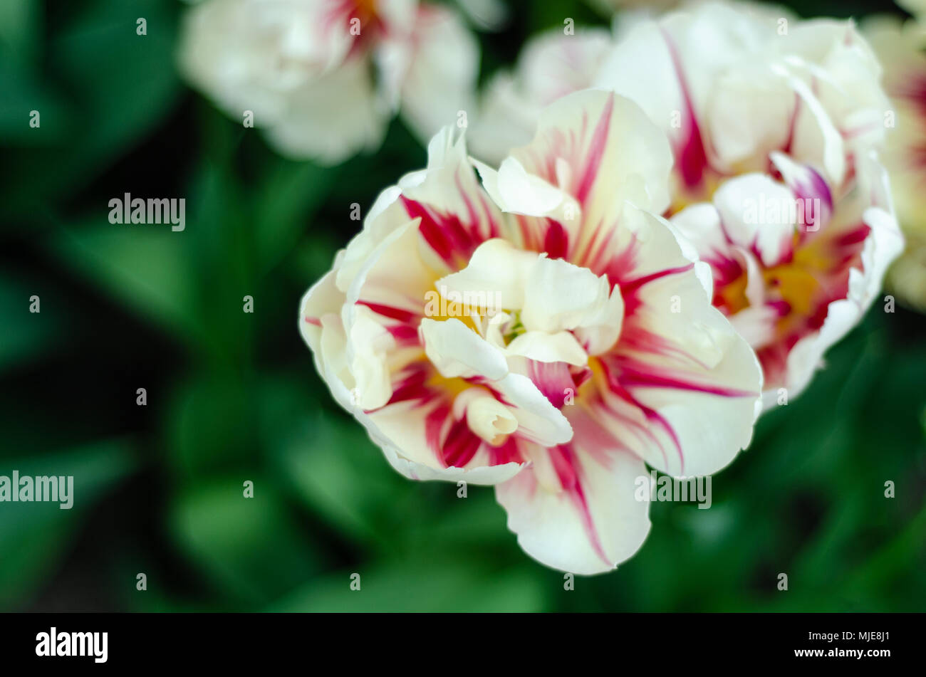 Tulipano bianco con strisce rosse dalla vista superiore Foto Stock