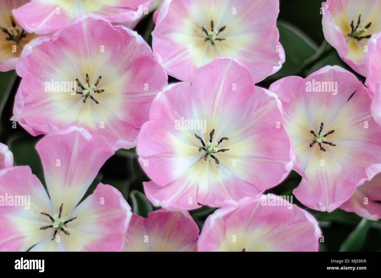 Rosa Bianco Tulip fiorisce dalla vista superiore Foto Stock