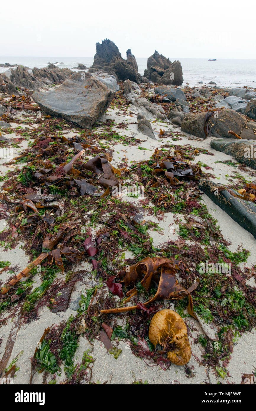 Le alghe sulla spiaggia sabbiosa a bassa marea Foto Stock