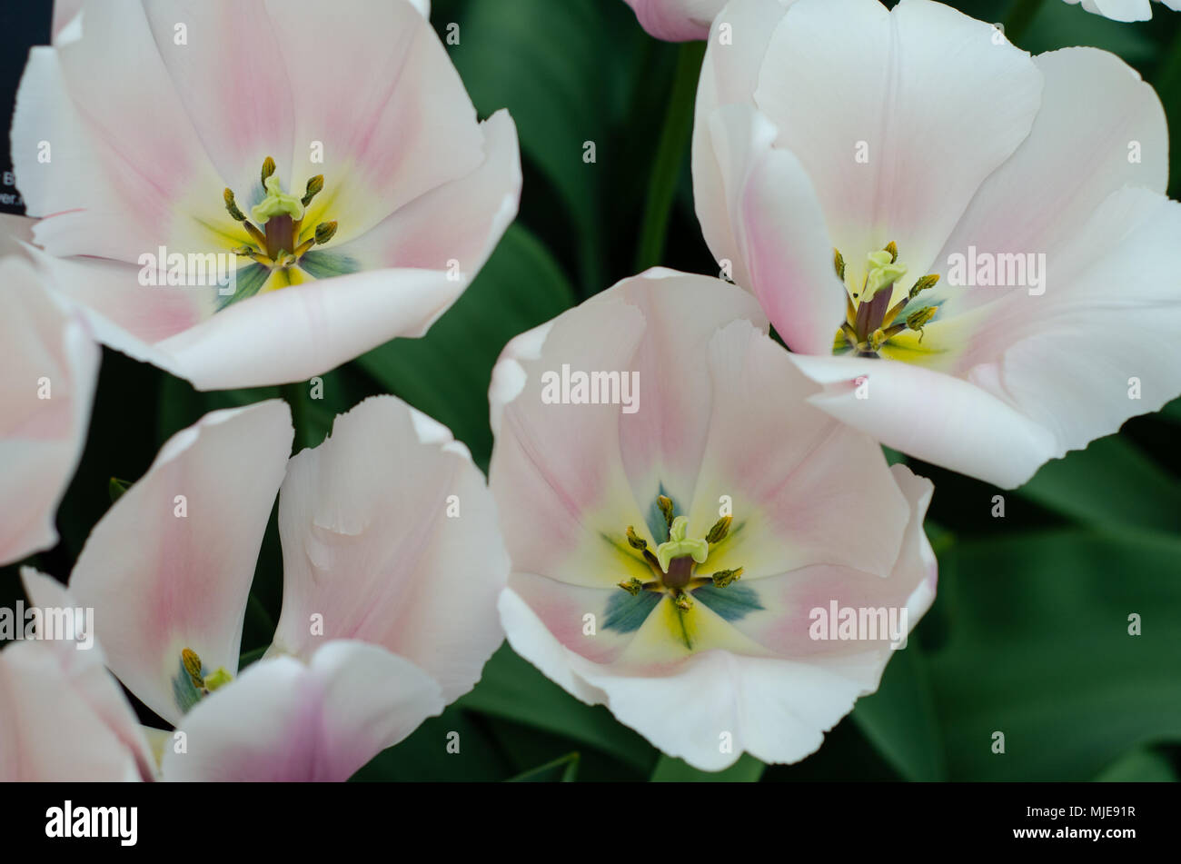 Delicato Tulip fiorisce dalla vista superiore Foto Stock