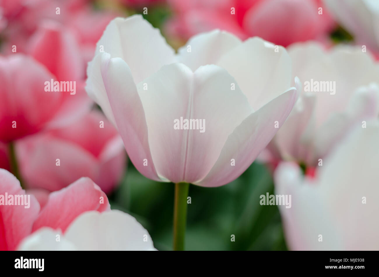 Rosa pallido Tulip Foto Stock