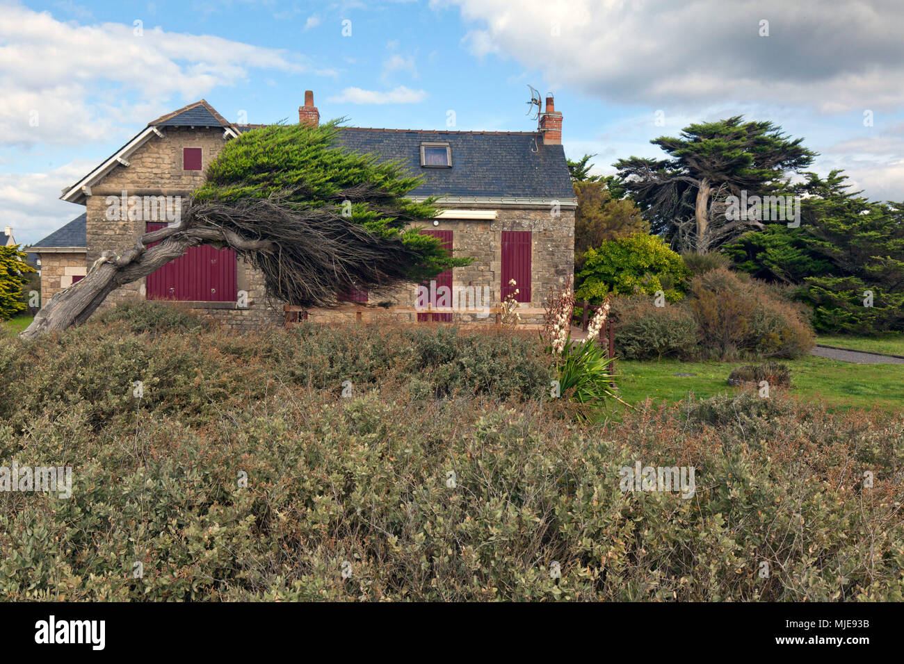 In Storm-albero piegato nella parte anteriore della casa di pietra Foto Stock