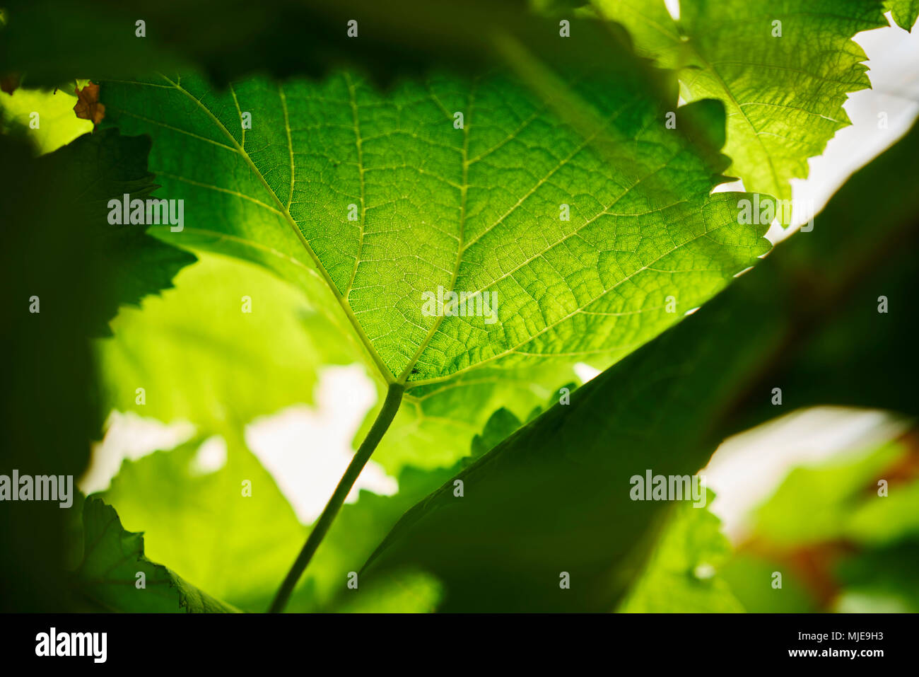 Dettaglio di una foglia di uva in autunno, il worm-eye, close-up Foto Stock