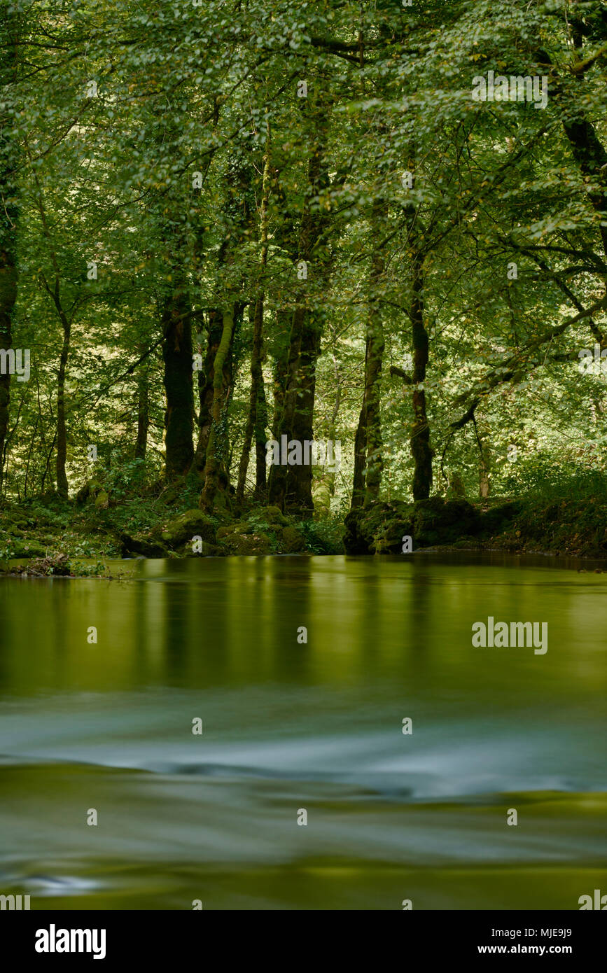 Consente di visualizzare in una foresta verde, Riverside, acqua in primo piano Foto Stock