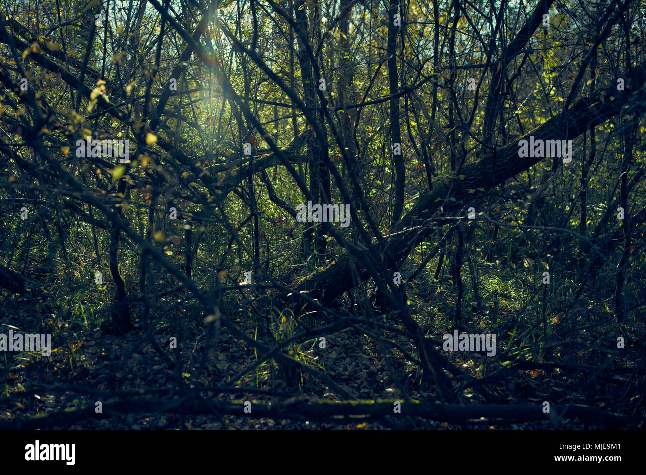 Foresta nel buio, alberi, rami, ramoscelli, Canneto, Foto Stock