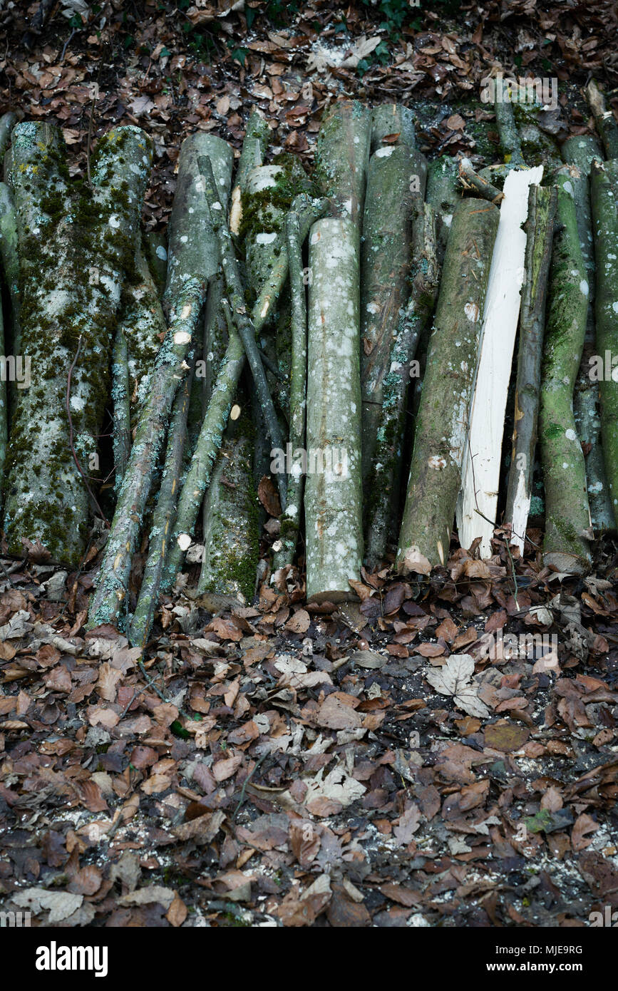 Il legno tagliato in pezzi nella foresta Foto Stock