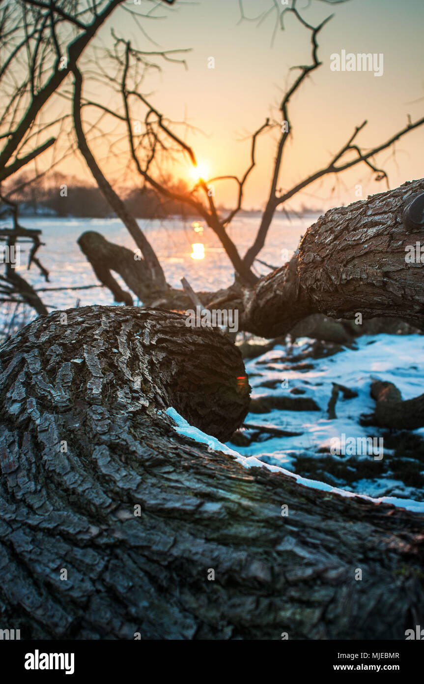 Vista al tramonto di un albero caduto sulla spiaggia del fiume congelato Elbe in Geesthacht vicino ad Amburgo Foto Stock