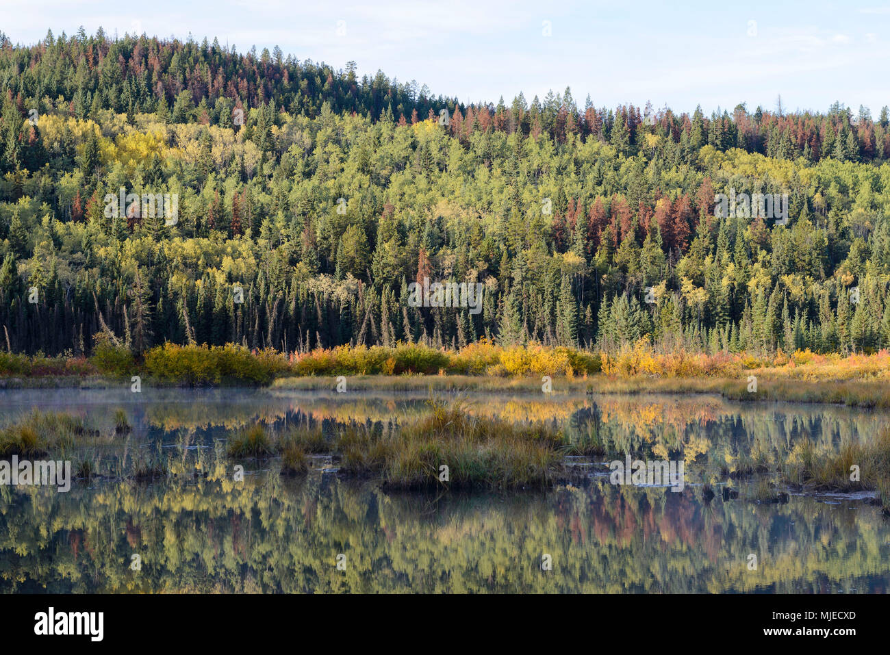 Alberta, Patricia Lake, il Parco Nazionale di Jasper, autunno autunno, colore, colorato, impressionante, foresta, alberi, riflessione, rosso, giallo, verde, blu Foto Stock