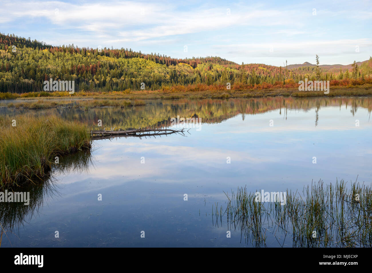 Alberta, Patricia Lake, il Parco Nazionale di Jasper, autunno autunno, colore, colorato, foresta, alberi, riflessione, rosso, giallo, verde, blu Foto Stock