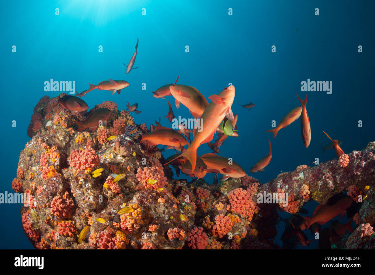 La scolarizzazione Pacific Creolefish, Paranthias colonus, La Paz, Baja California Sur, Messico Foto Stock