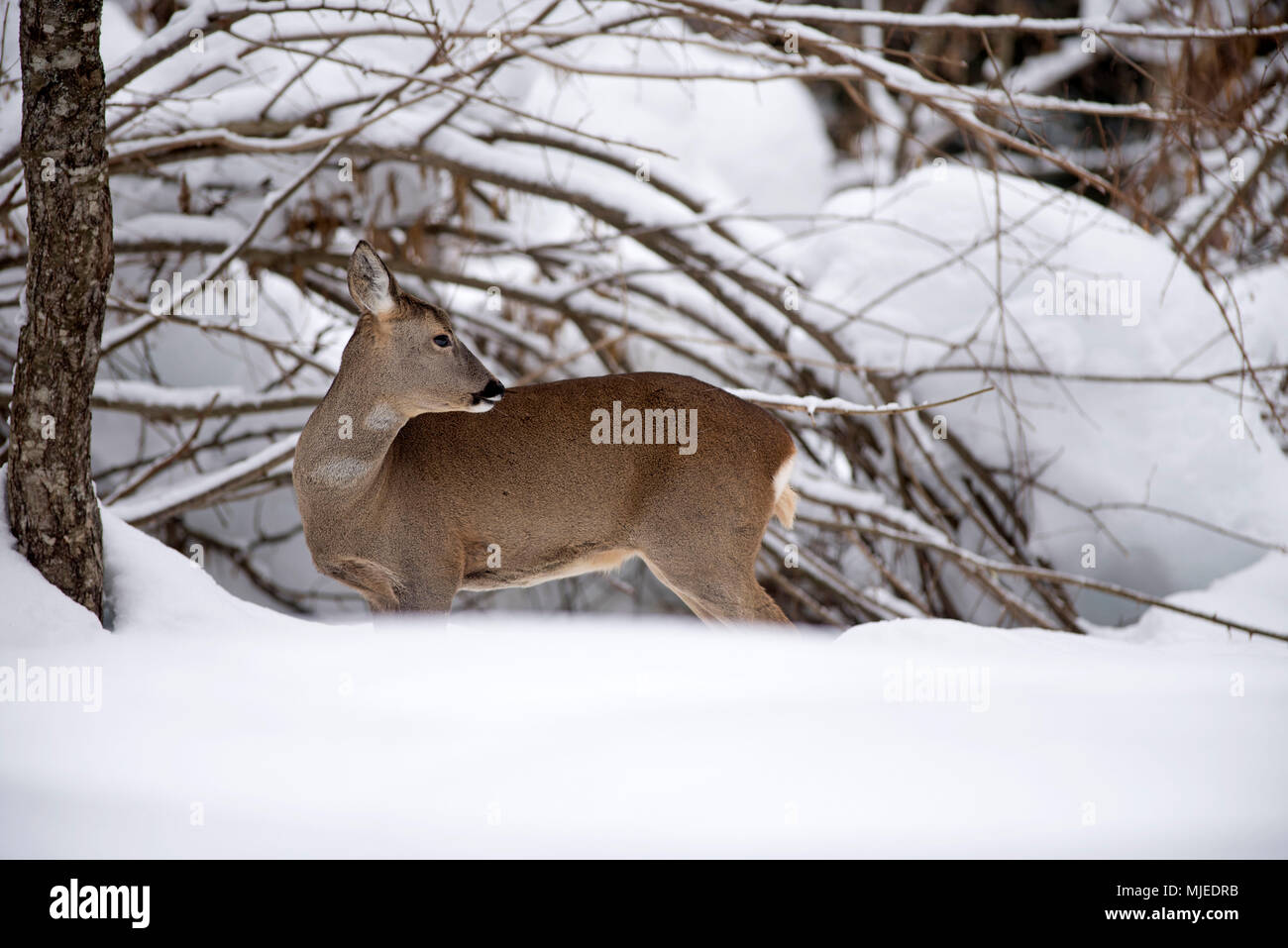 Capriolo nella neve (Capreolus capreolus), Francia Foto Stock