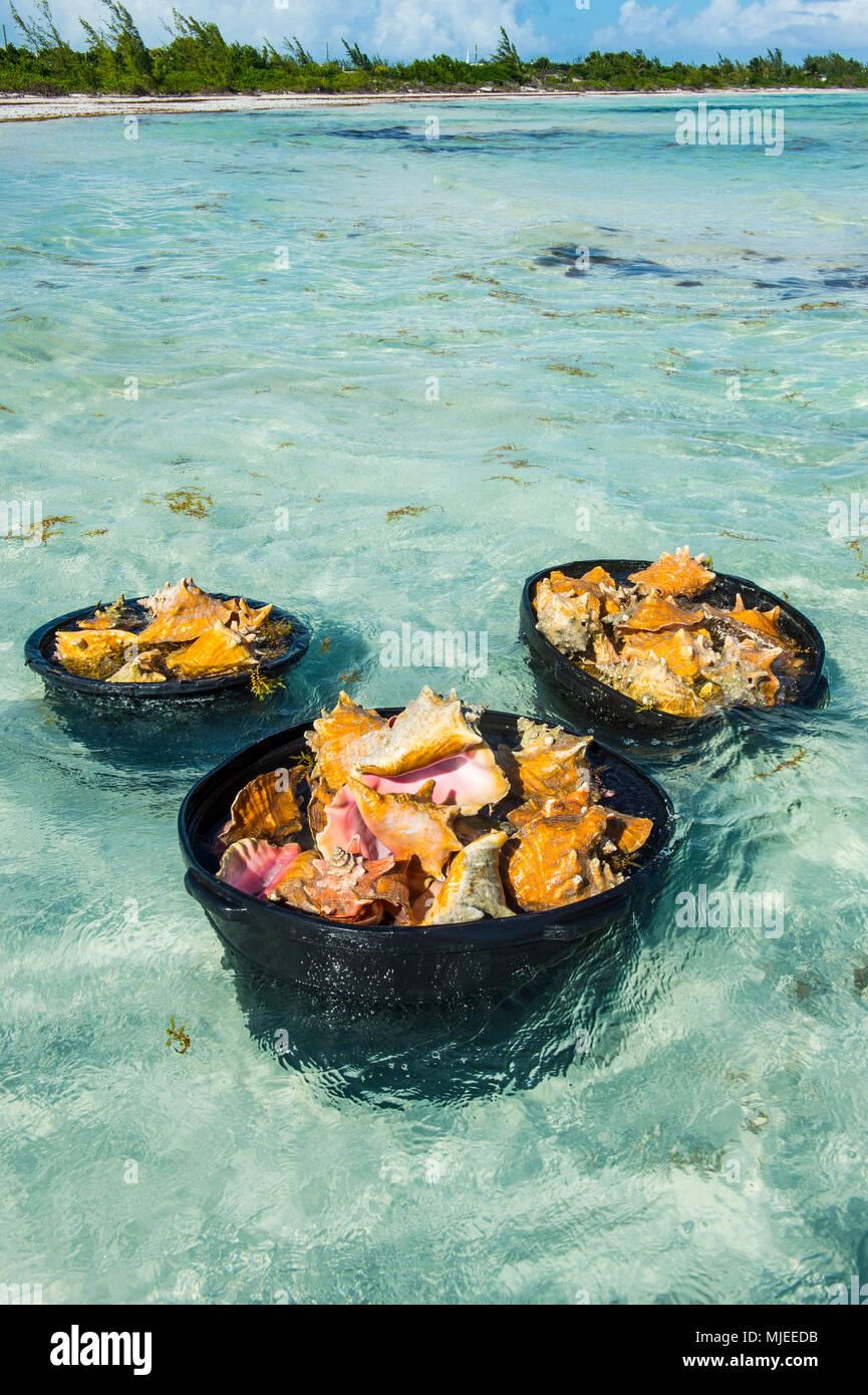 Close up appena raccolto conches (Lobatur gigas), CINQUE Cay Beach, Providenciales, Turks e Caicos Foto Stock