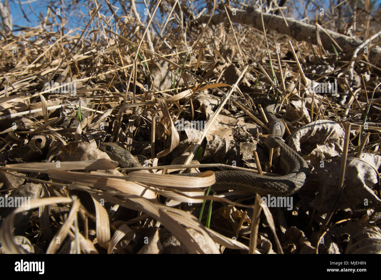 Girovagando Gartersnake (Thamnophis elegans vagrans) da Jefferson county, Colorado, Stati Uniti d'America. Foto Stock