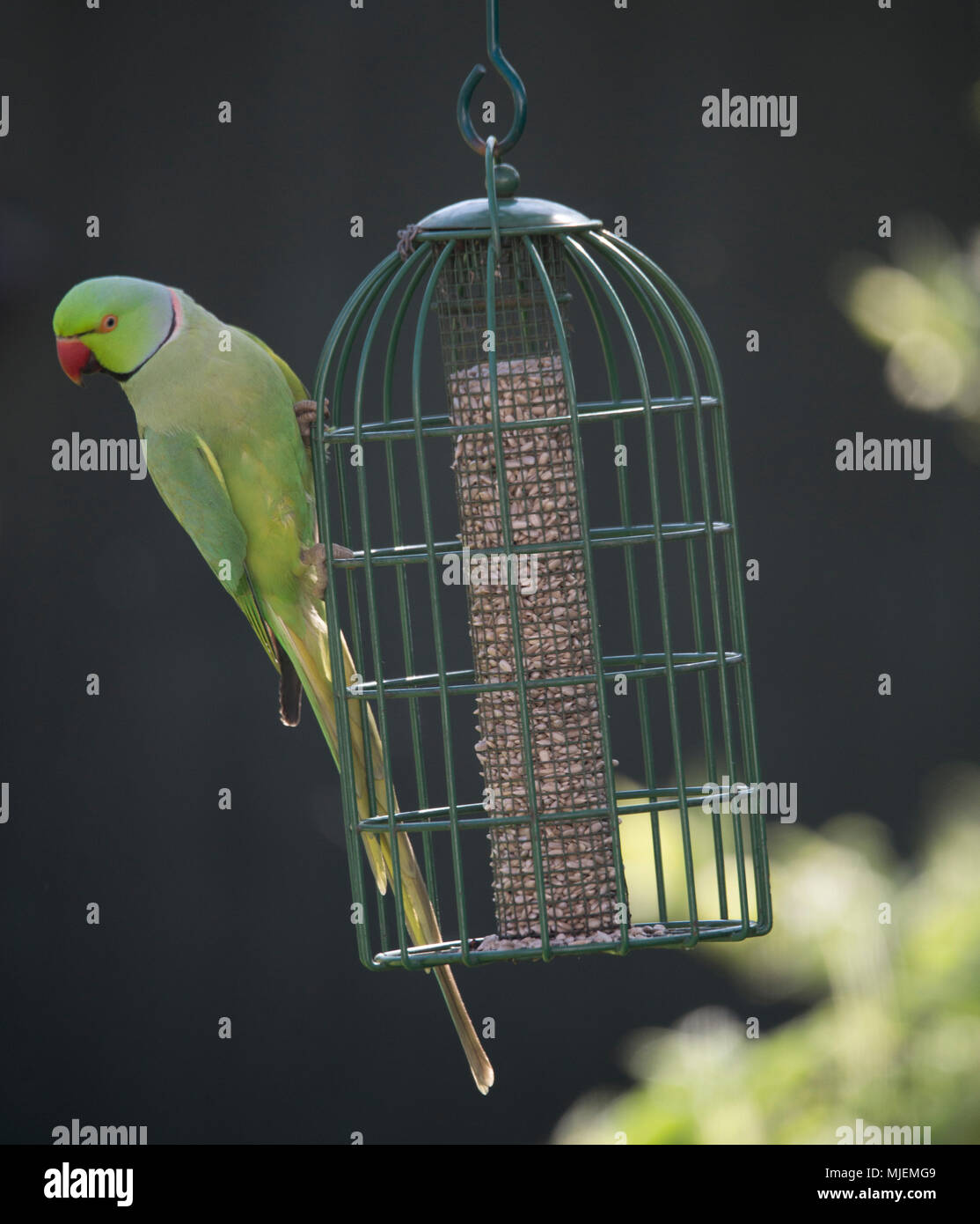 Il torneo di Wimbledon, Londra, Regno Unito. Il 5 maggio, 2018. Collo ad anello parrocchetti, la Gran Bretagna è solo naturalizzato pappagalli, feed da un giardino bird feeder nel caldo sole sotto un albero di mele. Credito: Malcolm Park/Alamy Live News. Foto Stock