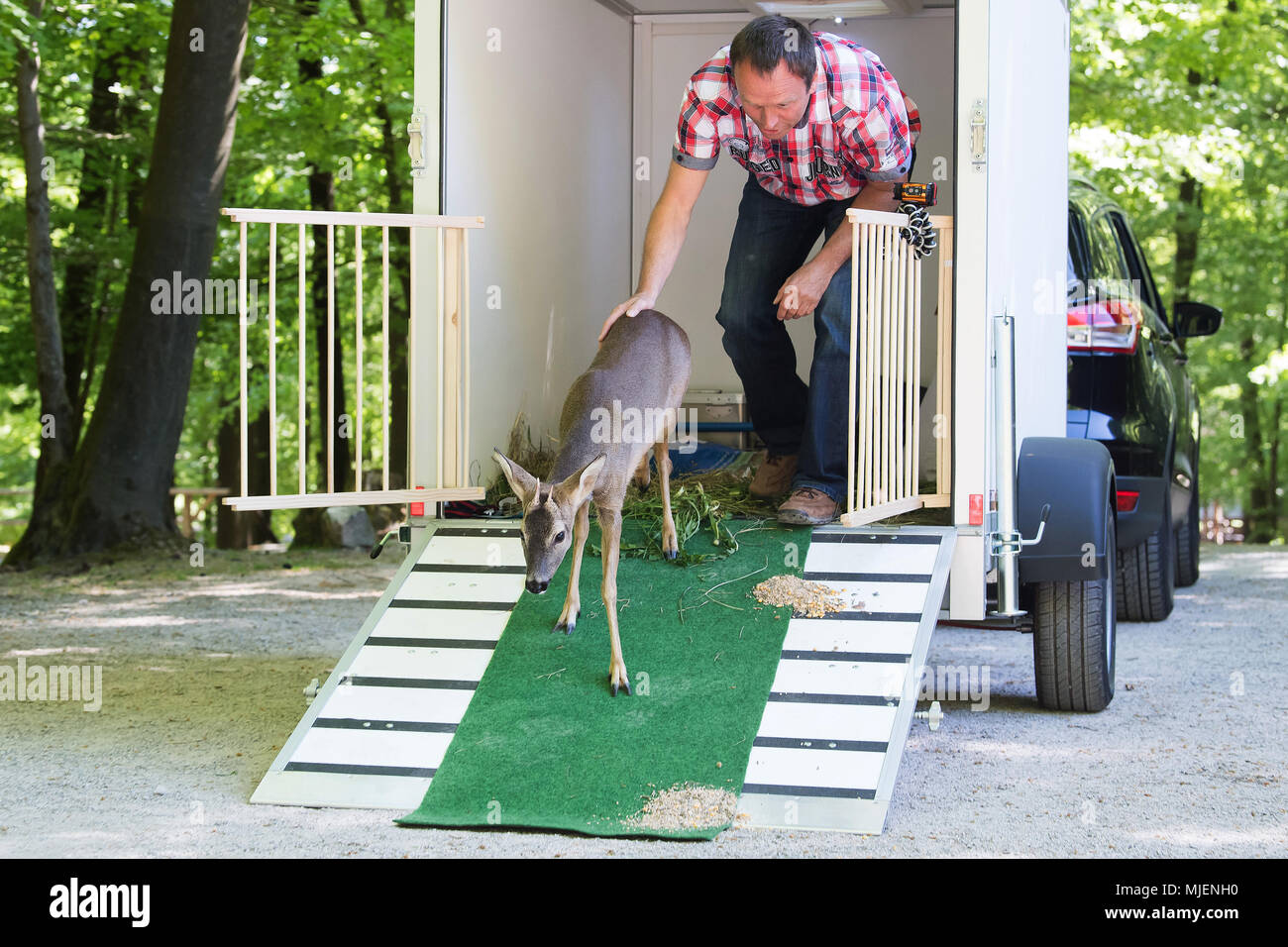 05 maggio 2018, Germania, Germerode: Peter Goebel aiuta il Rehkitz Bambi di ottenere dal rimorchio. È cresciuta insieme a due cani di coppia del luogo in Sud Hesse. Essa viene ora restituito al deserto a montagna parco Naturale Meißner. Foto: Swen Pförtner/dpa Foto Stock