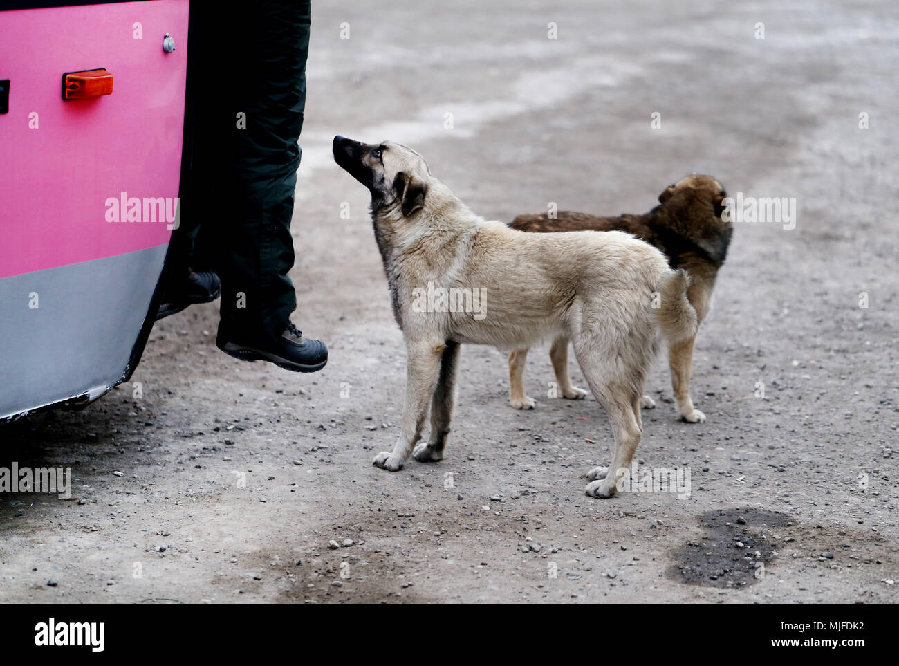 Foto di una grande cane affamato presso la fermata del bus Foto Stock