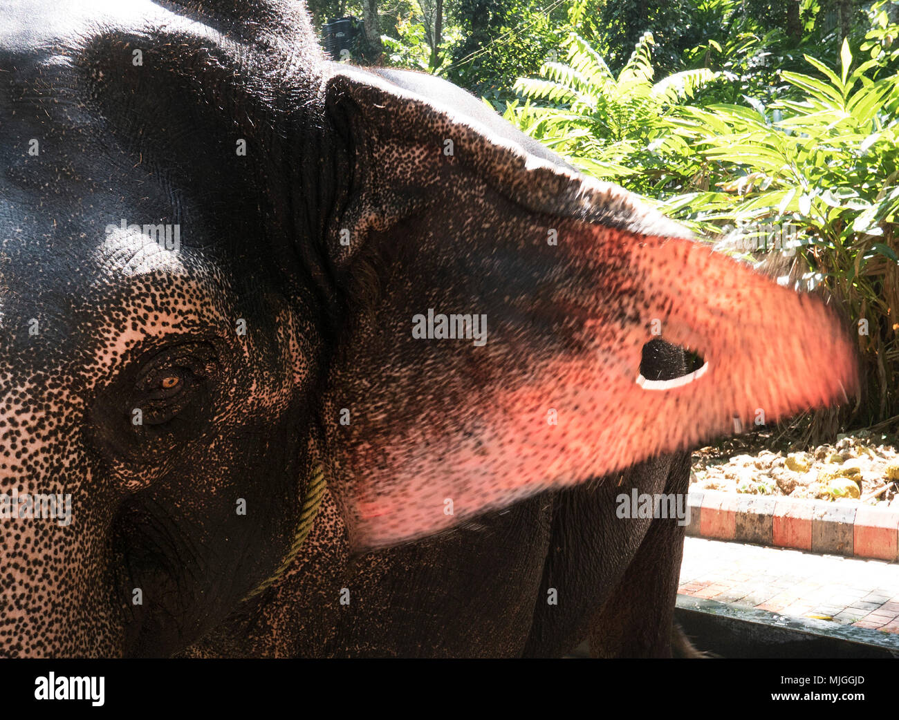 Il Kerala il più prospere e stato in India,con tè,e spezie e il turismo , una visita ad un elefante home in Thekkady con la loro colorazione differente Foto Stock