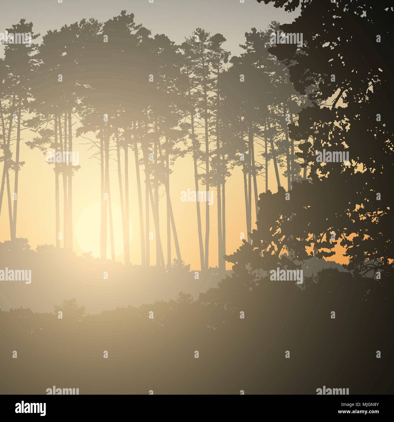 Illustrazione vettoriale di un bosco di conifere con il Rising Sun sotto il cielo mattutino Illustrazione Vettoriale