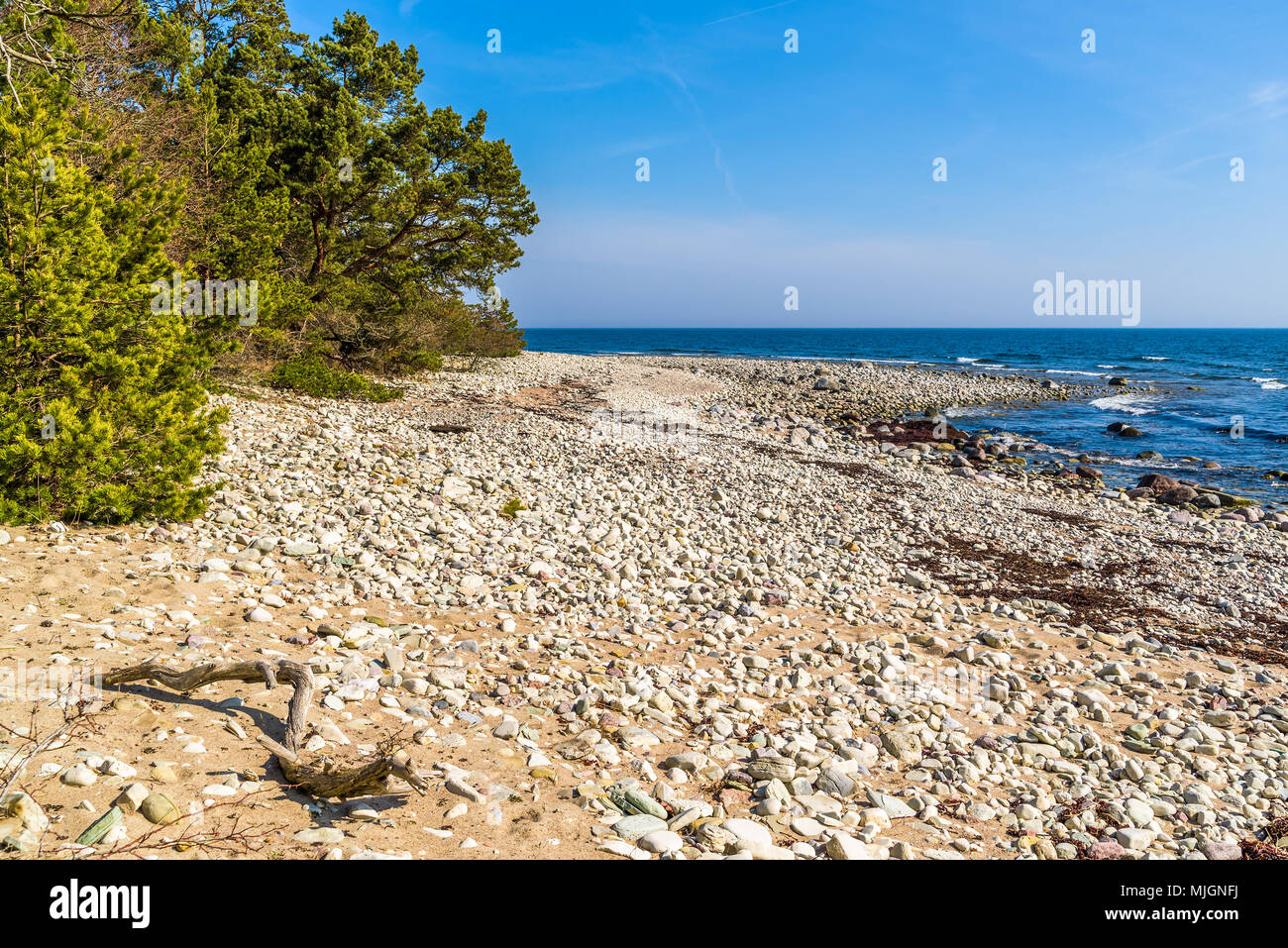 Trollskogen riserva naturale su Oland, Svezia. Spiaggia di foresta con un sacco di lucidato massi di pietra calcarea in miscela con sabbia. Un soleggiato e tranquillo giorno di primavera. Foto Stock