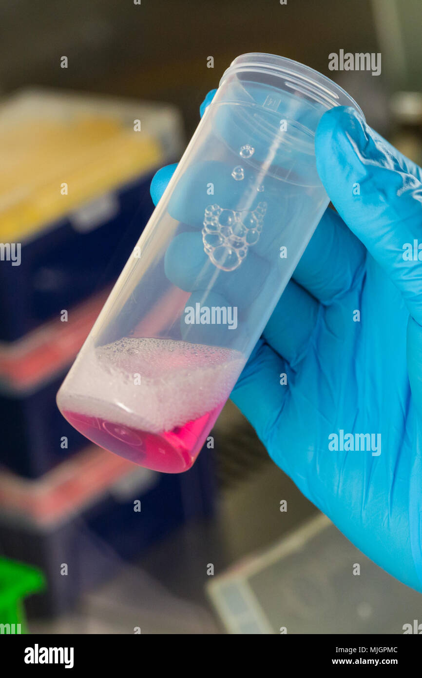 Mano con guanto blu holding contenitore in plastica con liquido rosa in laboratorio Foto Stock