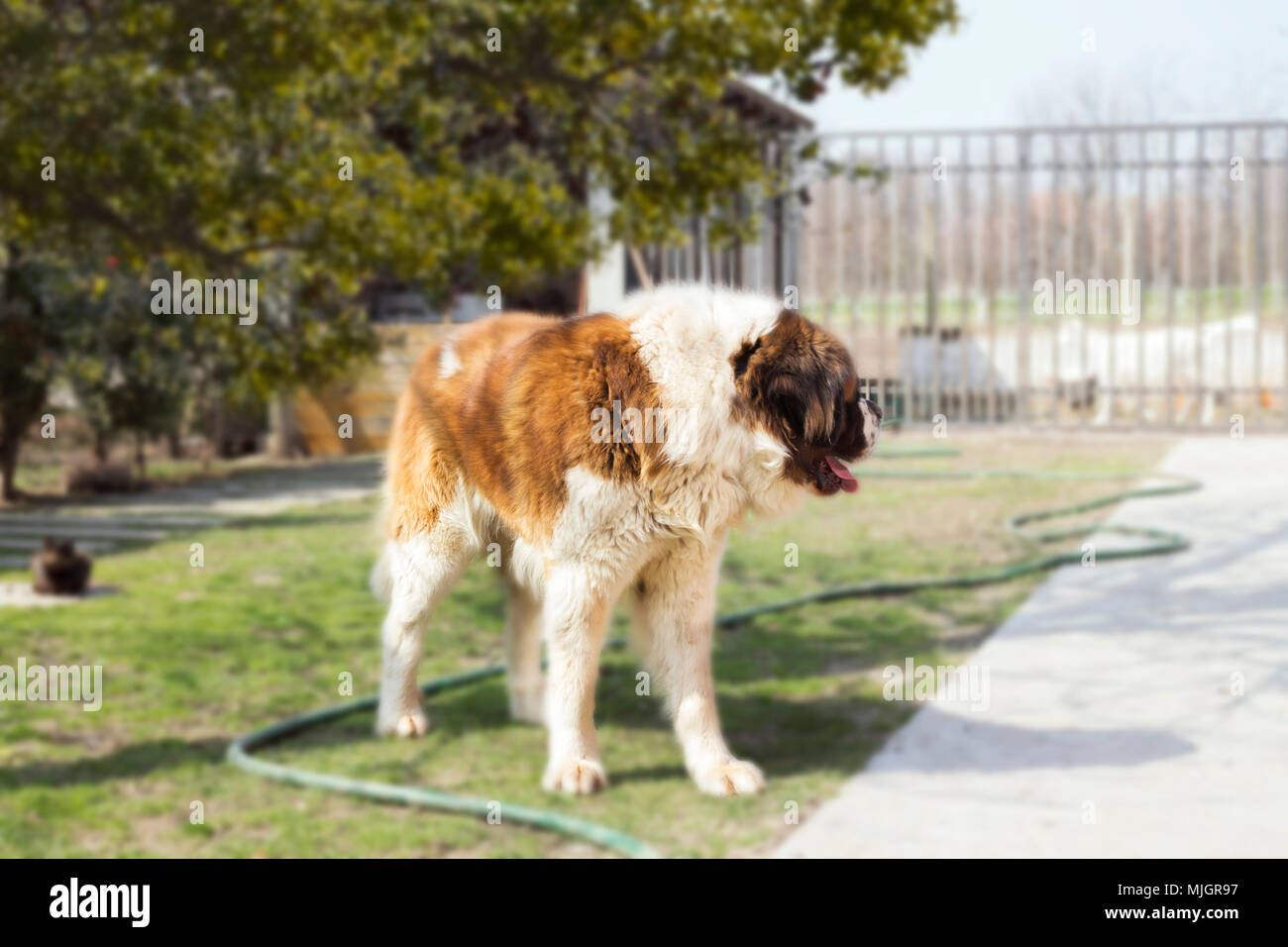 San Bernardo cane sul prato del cortile Foto Stock