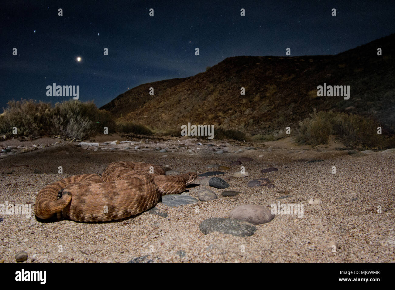 Isla Ángel de la Guarda Rattlesnake (Crotalus angelensis) da Baja California, México. Foto Stock