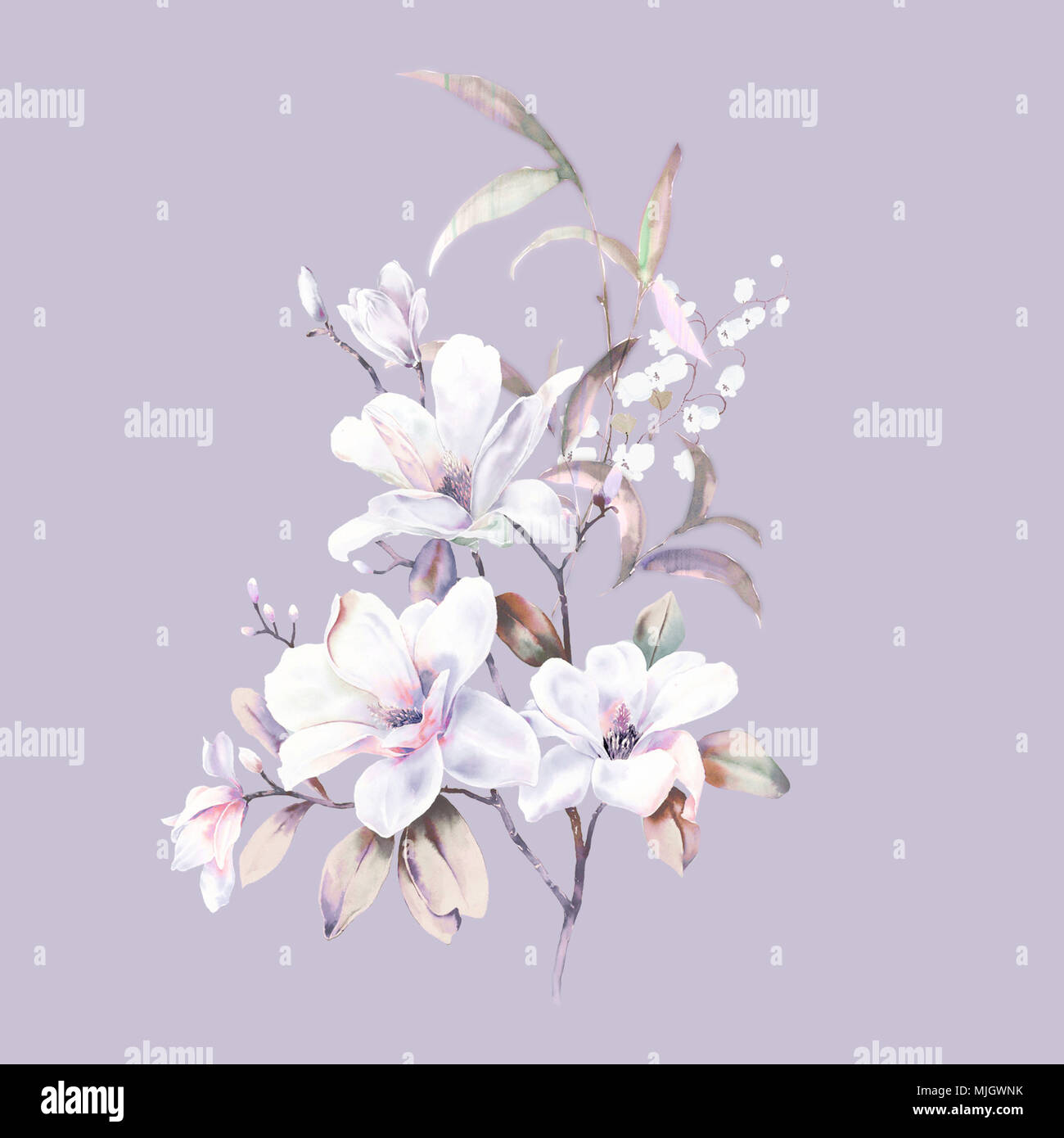 Acquerello magnolia raccolta dei fiori Foto Stock