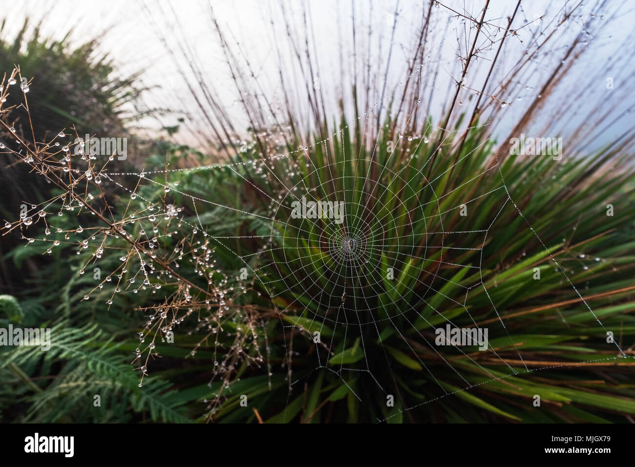 Vista ravvicinata sulla spider web su la mattina presto. Vi sono gocce di acqua sul prato. Foto Stock