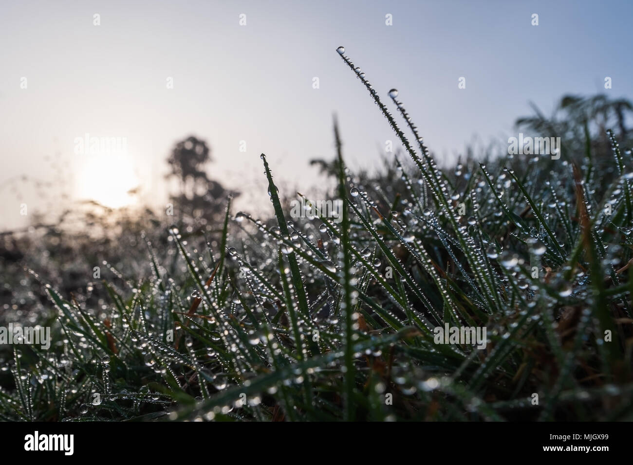 Vista ravvicinata sulla spider web su la mattina presto. Vi sono gocce di acqua sul prato. Foto Stock