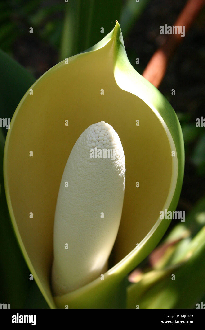 Frutto della pianta Monstera deliciosa Foto Stock
