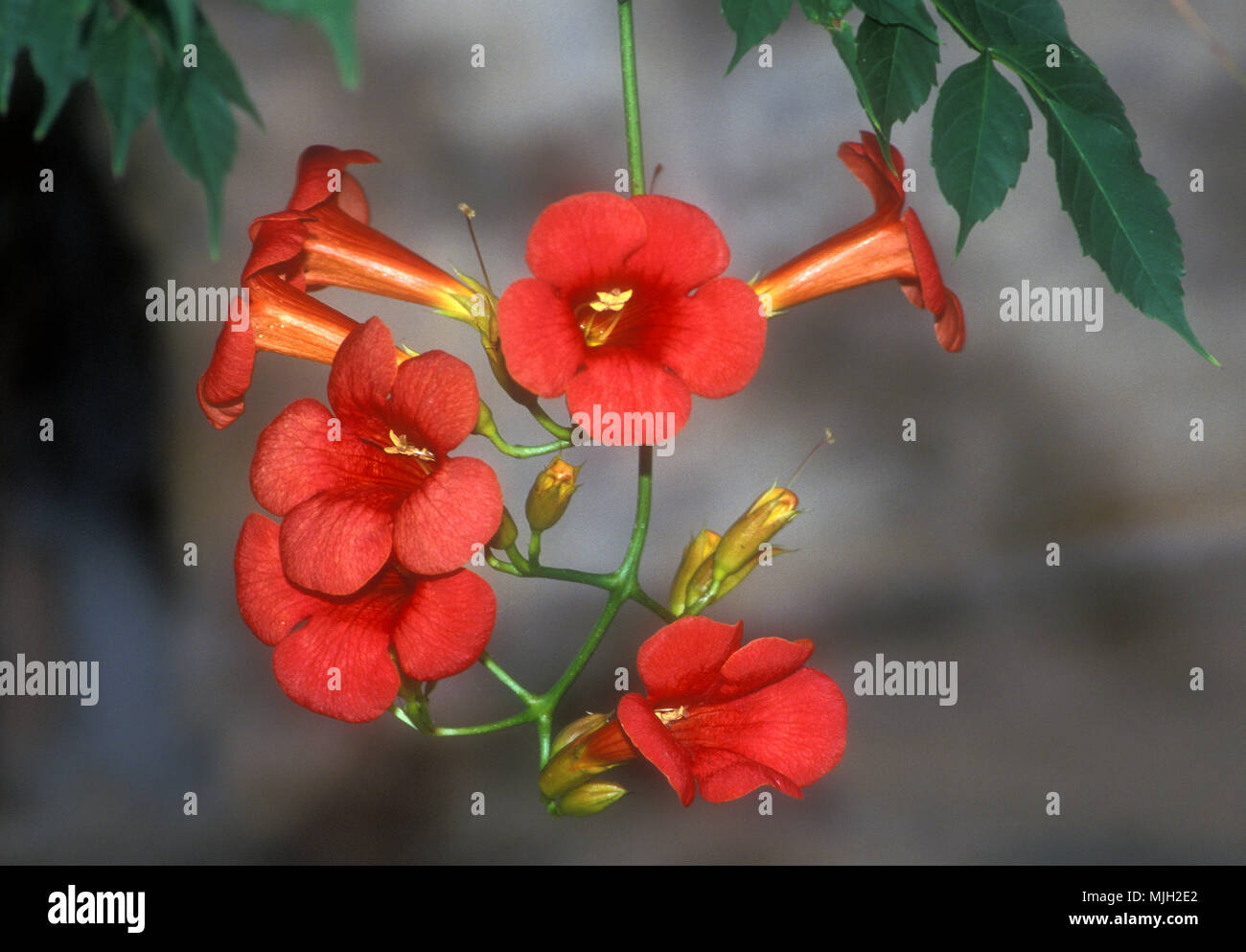 Campsis è un genere di piante da fiore della famiglia Bignoniaceae, Foto Stock