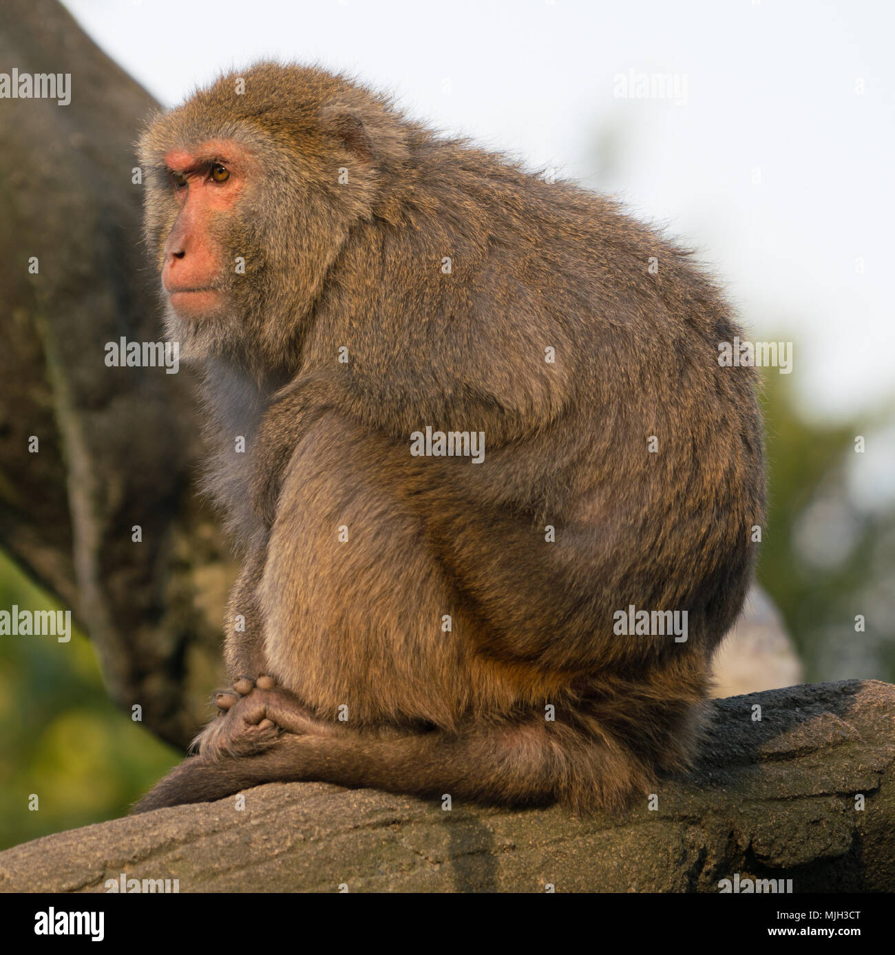 Formosan Taiwanese roccia scimmia macaco guardando il tramonto Foto Stock