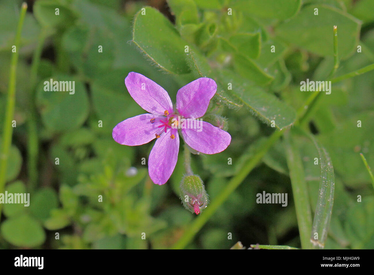 Morbido o malva-lasciava di cicogna-bill molto vicino al nome latino erodium malacoides la geraniaceae geranio o di famiglia in Italia Foto Stock