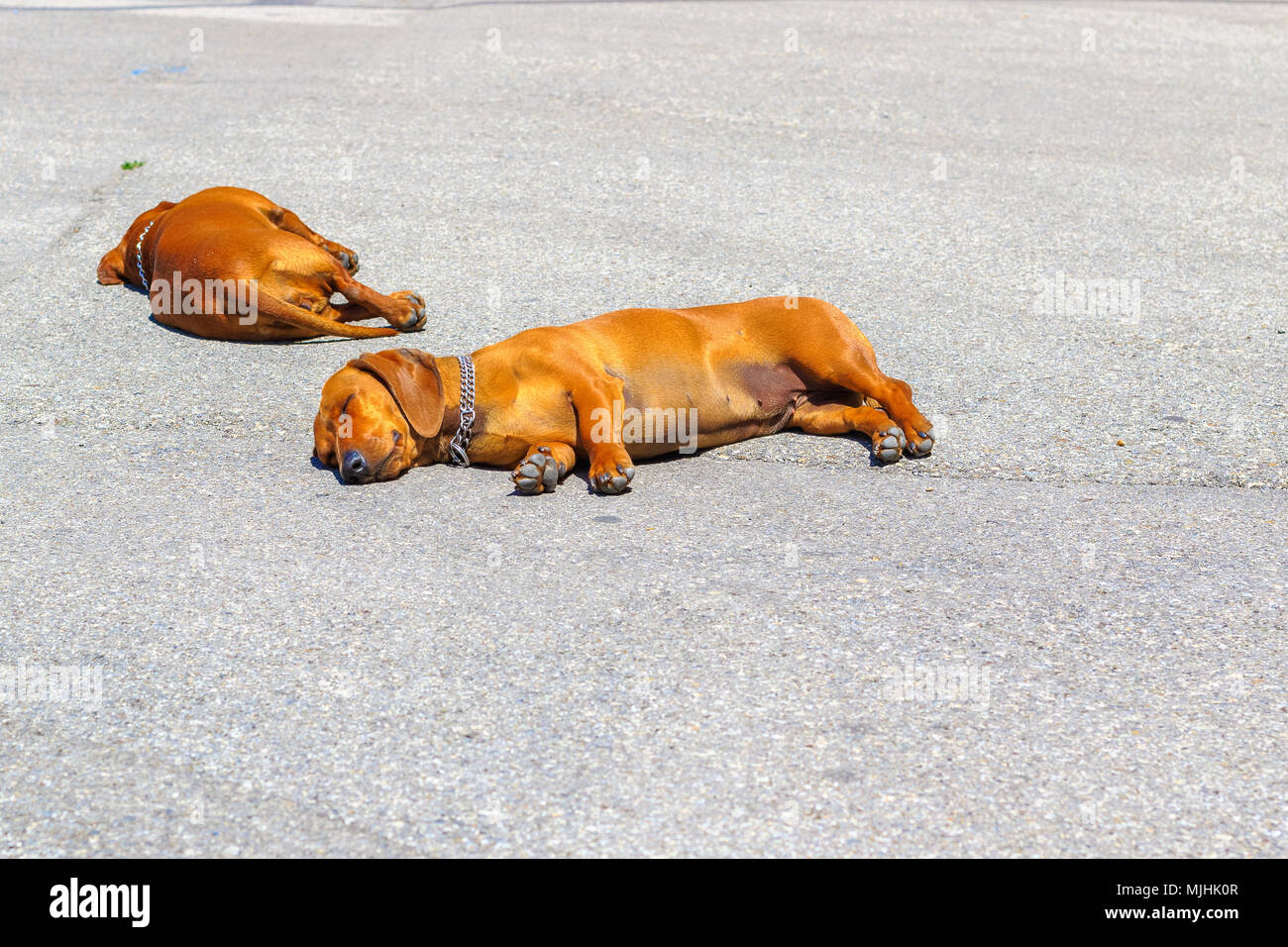 Due cani bassotto dormire su una strada asfaltata in clima caldo in Pisa, Italia Foto Stock