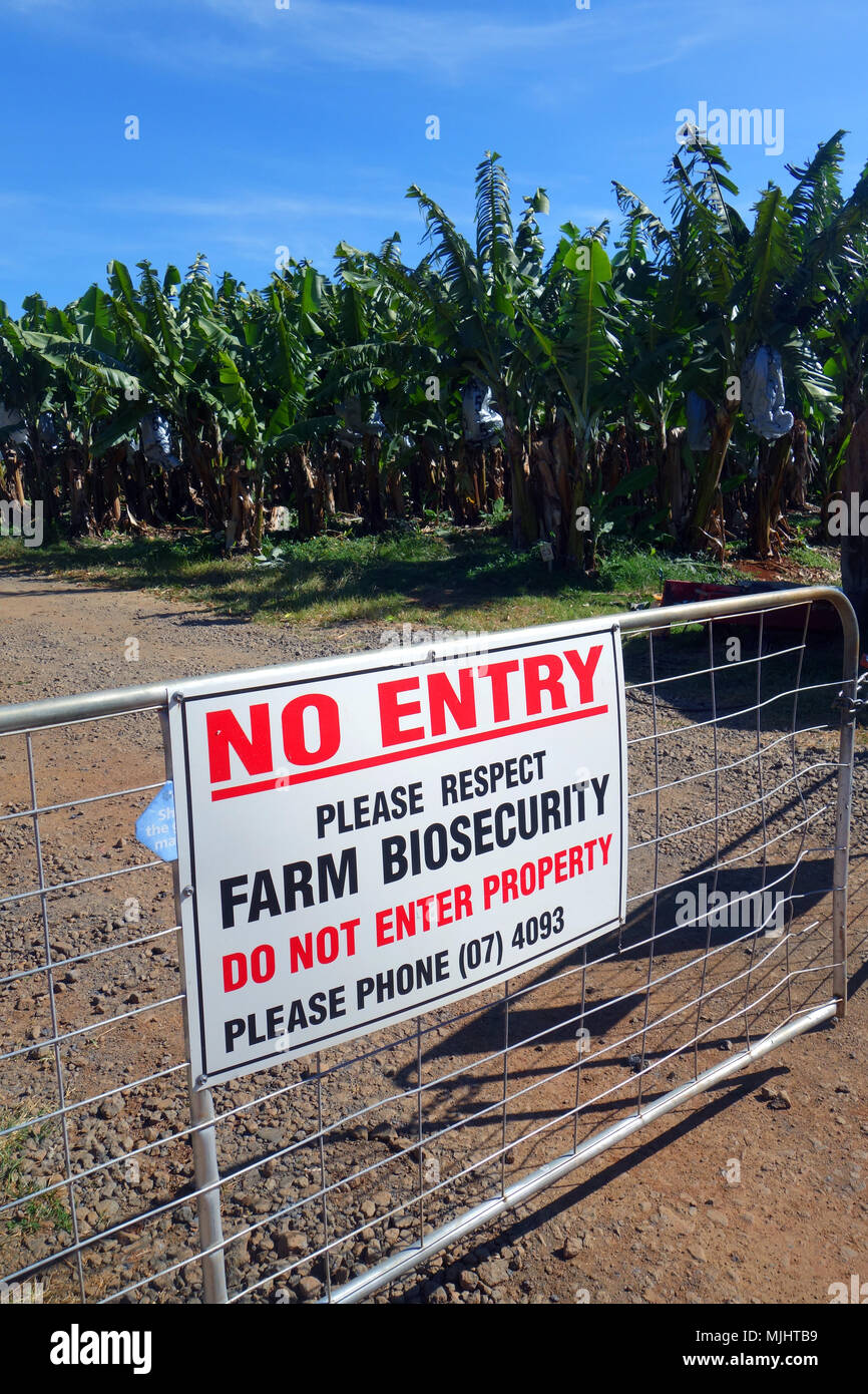 Segno di biosicurezza sulla banana farm in mezzo a Panama e mosaic virus riguarda, vicino Mareeba Aeroporto, Queensland, Australia. N. PR Foto Stock
