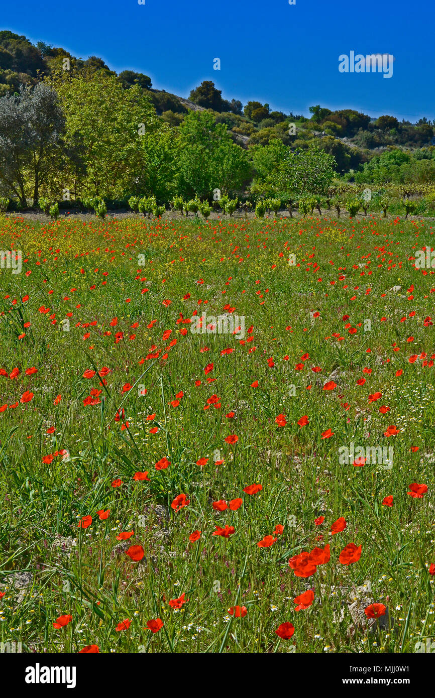 La colorata campagna di Cipro in primavera con campo di papaveri selvatici Foto Stock