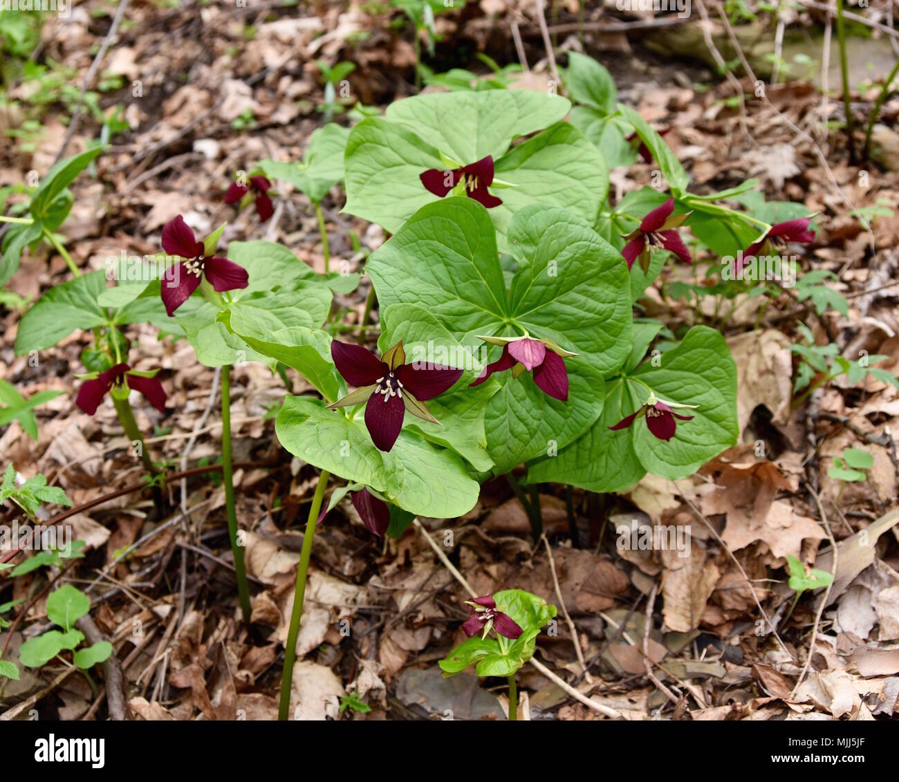 Un gruppo di wake robin trillium piante che crescono in una foresta di primavera. Foto Stock